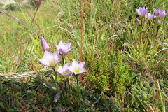 Gentianella magellanica