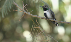 Oreotrochilus leucopleurus