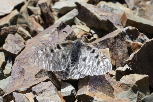 Rocky Mountain Parnassian photo 3