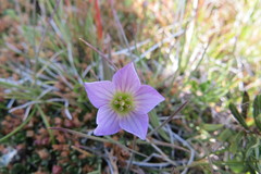Gentianella magellanica
