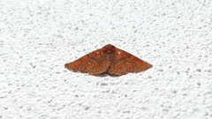 Pterygota