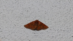 Pterygota