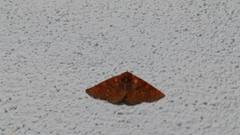 Pterygota