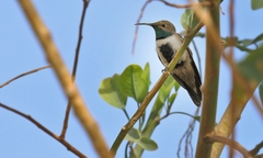 Oreotrochilus leucopleurus