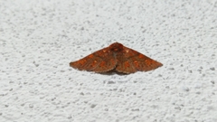Pterygota