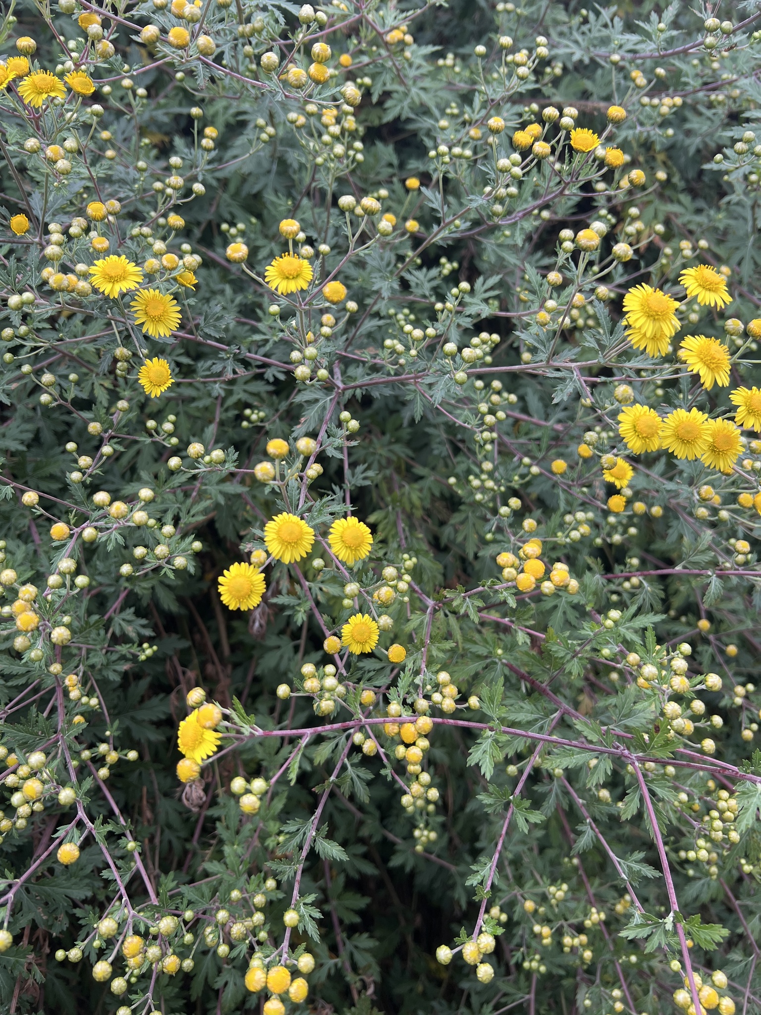 Chrysanthemum arisanense