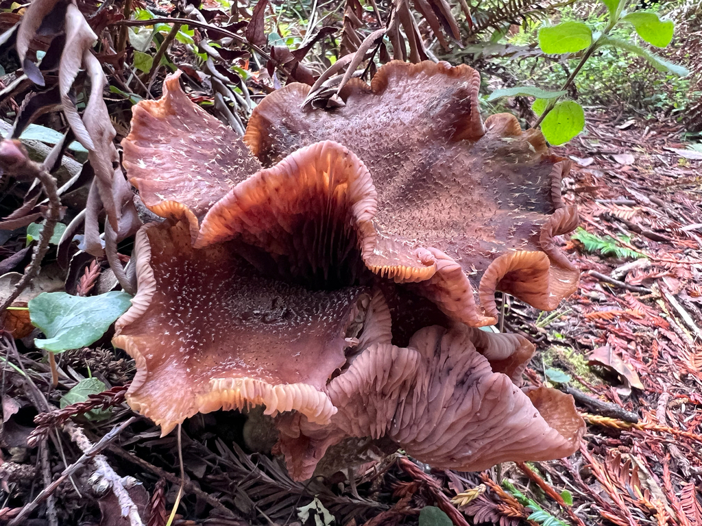 Armillaria sinapina · November 2025 · photo: © staffordcorey (iNaturalist, cc-by)