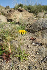 Hypochaeris clarionoides
