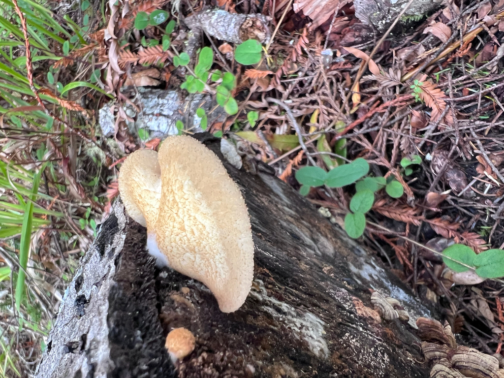 Crepidotus calolepis