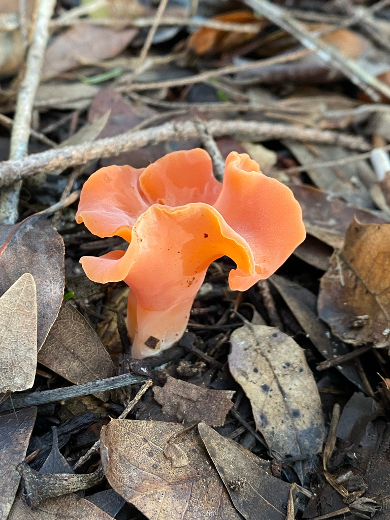 Guepinia helvelloides · November 2025 · photo: © climbing_fern (iNaturalist, cc-by)