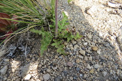 Hypochaeris clarionoides