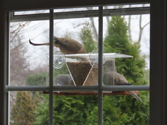 Zenaida macroura carolinensis