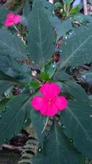 Impatiens walleriana