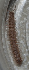 Polydesmoides