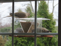 Zenaida macroura carolinensis