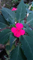 Impatiens walleriana
