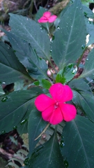 Impatiens walleriana