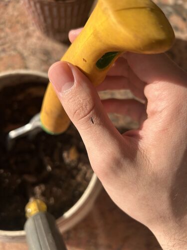 Unknown species found near Harris County, US-TX, US