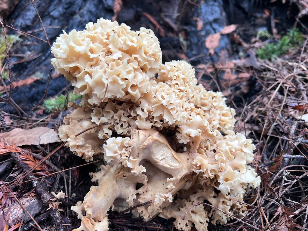 Sparassis radicata · November 2025 · photo: © staffordcorey (iNaturalist, cc-by)