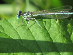 Platycnemis pennipes
