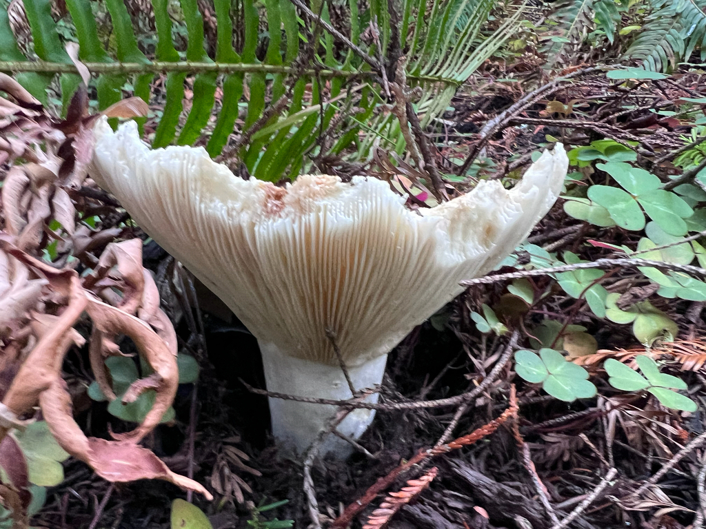 Russula brevipes · November 2025 · photo: © staffordcorey (iNaturalist, cc-by)