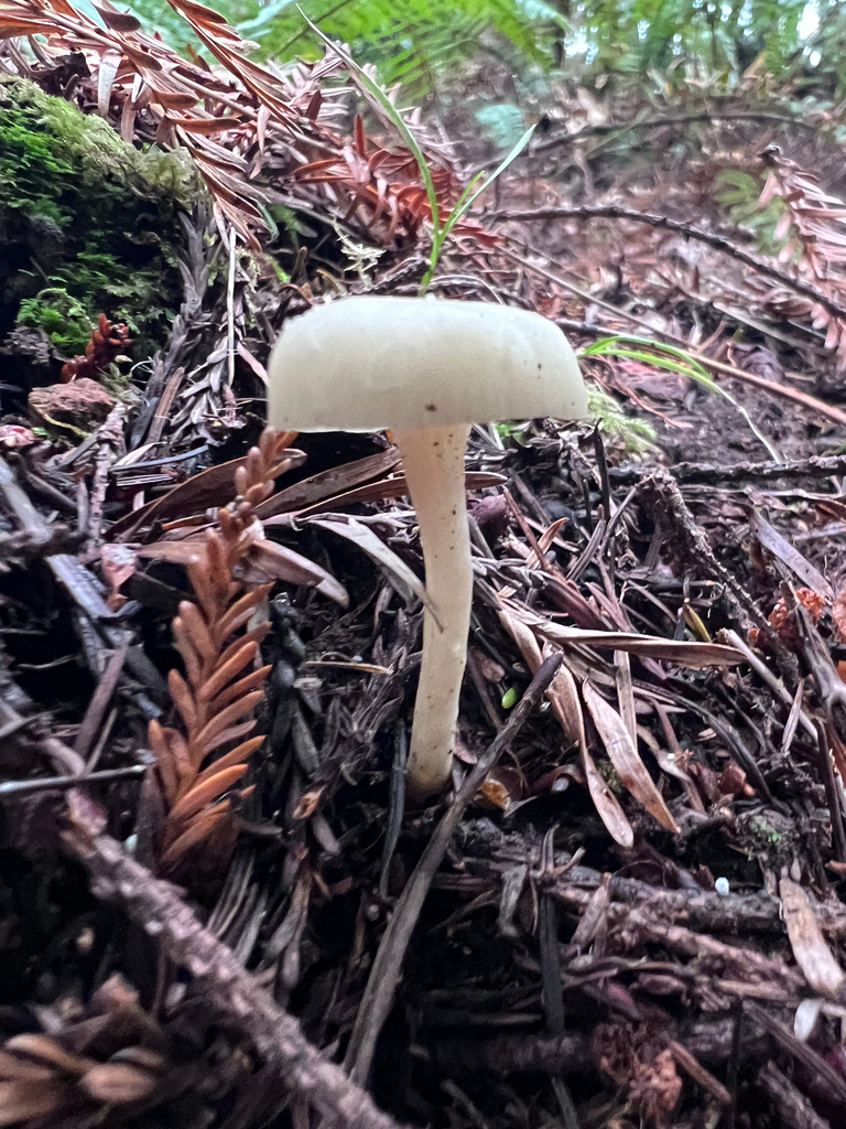 Cuphophyllus russocoriaceus · November 2025 · photo: © staffordcorey (iNaturalist, cc-by)