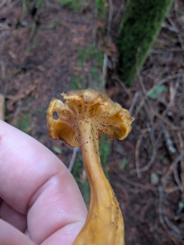 Craterellus tubaeformis · November 2025 · photo: © simonele (iNaturalist, cc-by)