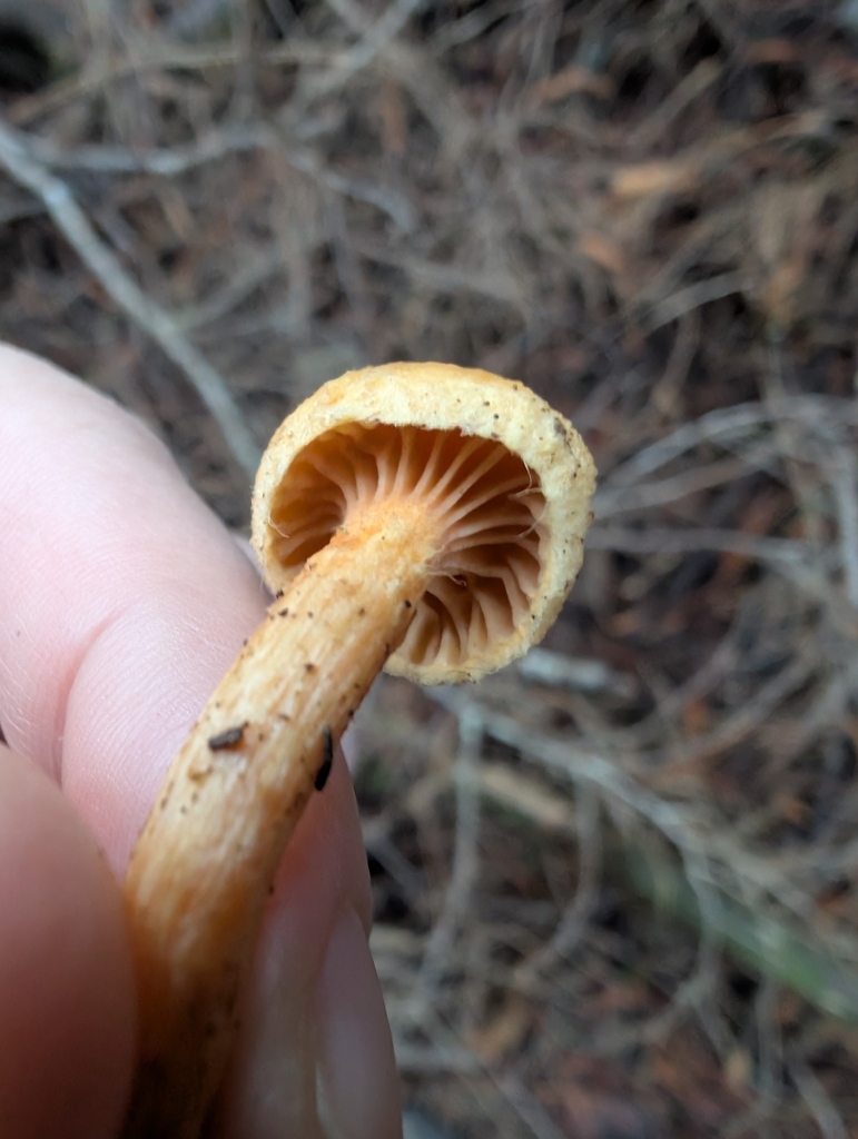 Chroogomphus tomentosus