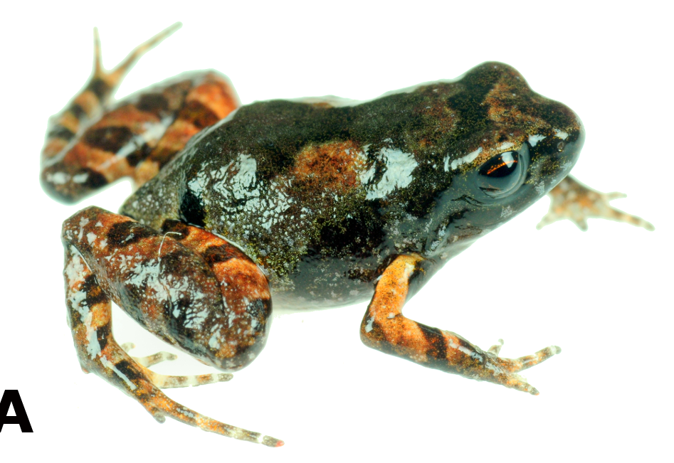 Noblella thiuni