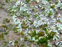 Riccia trichocarpa