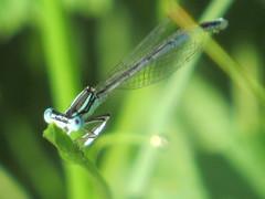 Platycnemis pennipes
