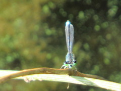 Platycnemis pennipes