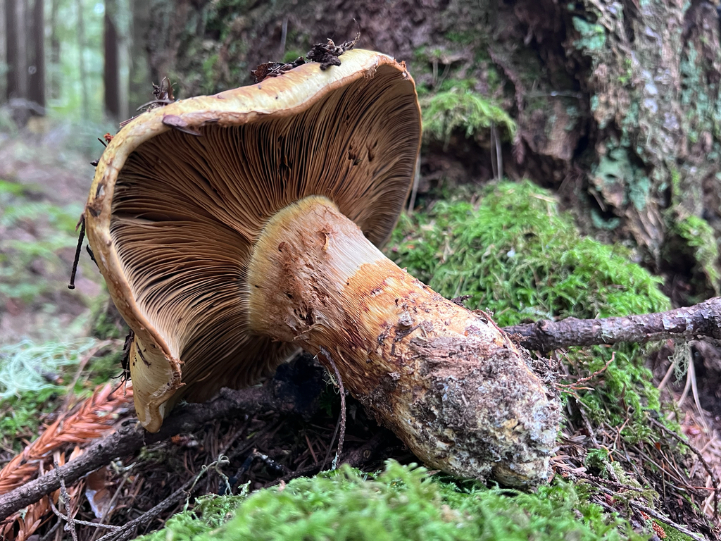 Phlegmacium ponderosum