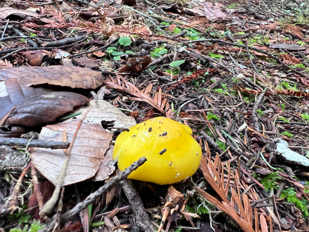 Hygrocybe flavescens · November 2025 · photo: © staffordcorey (iNaturalist, cc-by)