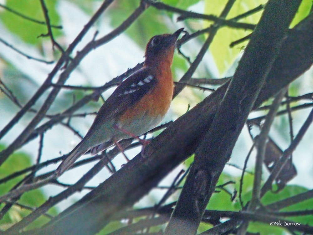 Crossley's Ground-Thrush photo