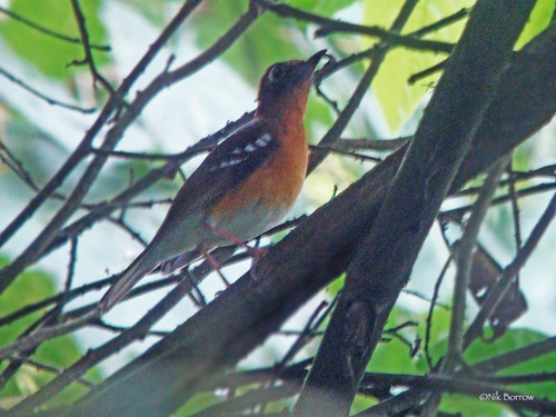 iNaturalist image