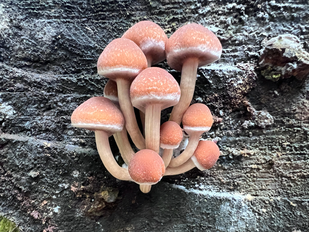 Psathyrella piluliformis · November 2025 · photo: © staffordcorey (iNaturalist, cc-by)