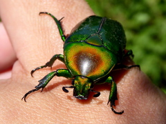 Heterorrhina elegans