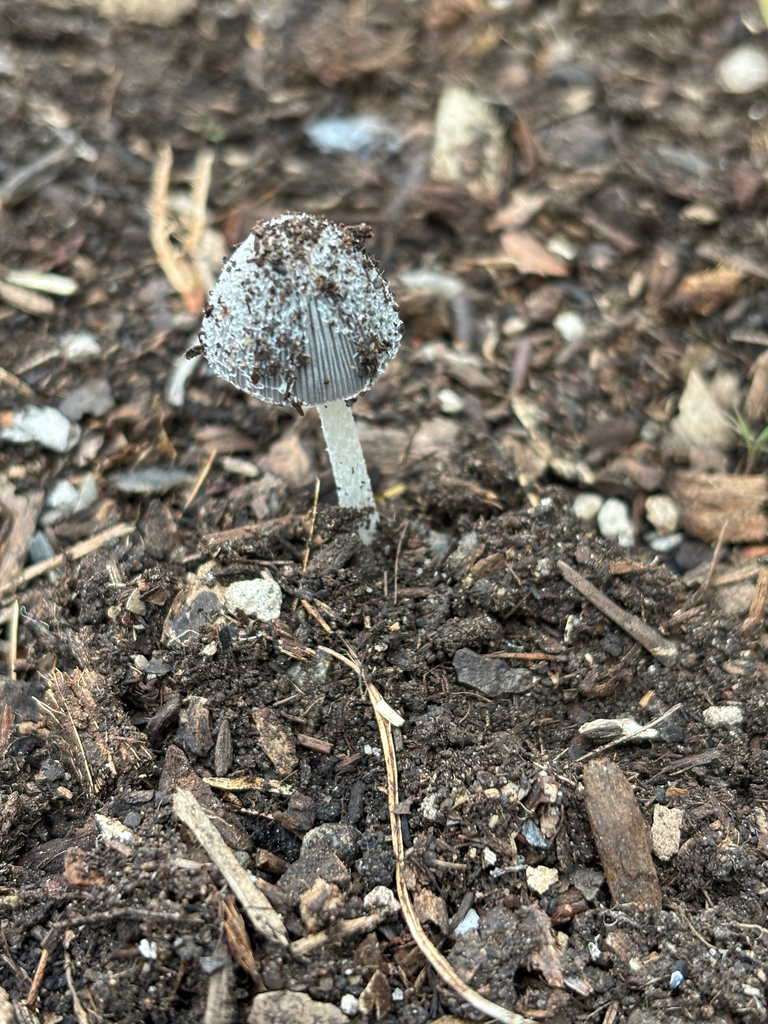 Coprinopsis lagopus · November 2025 · photo: © dan_project_admin (iNaturalist, cc-by)