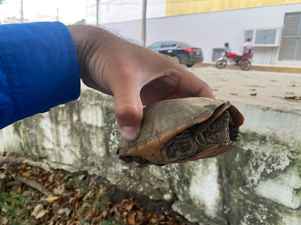 Herrera's Mud Turtle