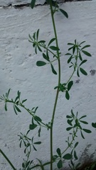 Medicago sativa sativa