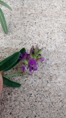 Medicago sativa sativa
