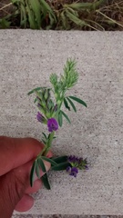 Medicago sativa sativa