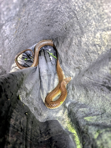 Lowlands Copperhead sighting