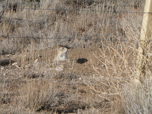 Gunnison's Prairie Dog observed by erikh755