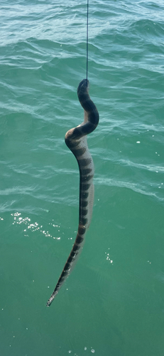 Typical Sea Snakes sighting