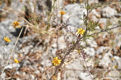 (c) Zac Peterson, some rights reserved (CC BY) Dyssodia decipiens, photograph (c) Zac Peterson, some rights reserved (CC BY)