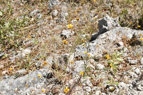 Dyssodia decipiens, photograph 4