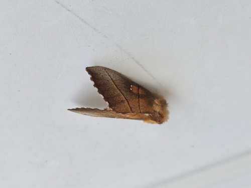 White-dotted Prominent