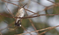 Blue-Tufted Starthroat photo 2